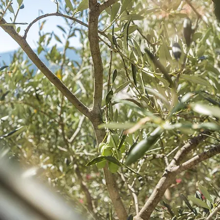 O'live Istra Appartement Rabac